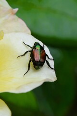 Closeup of Japanese beetles eating the yellow rose petals in a rose garden in Ontario, Canada.