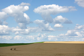 shadows on cornfield and blue sky with white clouds