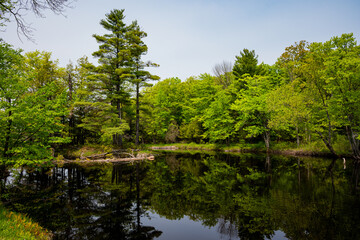 lake and trees