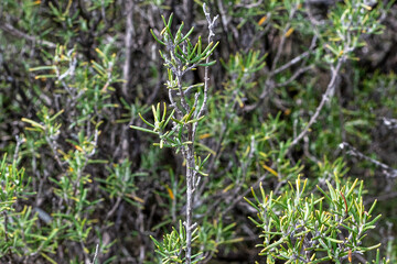 Close up image of rosemary or Salvia Rosmarinus growing in a wood