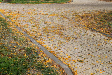 Fallen leaves and flowers on the sidewalk in a city park.