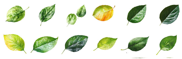 A collection of various leaves showcasing different shapes and colors, expressing beauty of nature. 