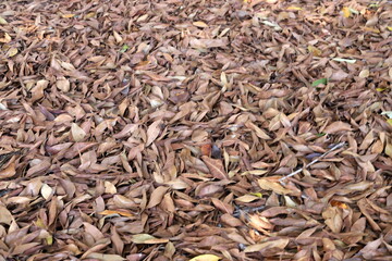 Fallen leaves and flowers on the sidewalk in a city park.