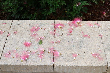 Fallen leaves and flowers on the sidewalk in a city park.