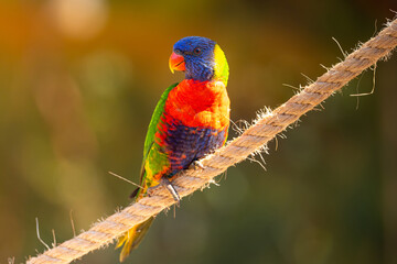 Rainbow Lorikeet (Trichoglossus moluccanus)