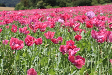 Fototapeta premium Klatschmohn