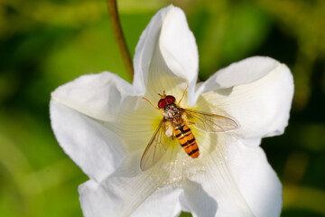 Pollination: Marmalade hoverfly, covered with pollen, on flower of Hedge bindweed