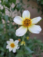 A solitary white daisy, a member of the Asteraceae family, blooms gracefully against a soft, green...