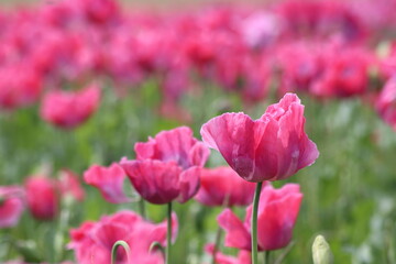 Klatschmohn