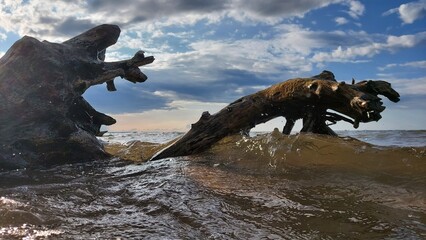 Fototapeta premium Seamonster