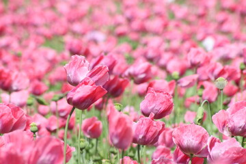 Fototapeta premium Mohn