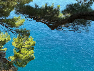 Pine trees above blue sea 