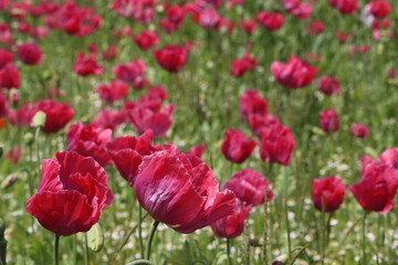 Klatschmohn