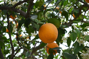 ripe oranges on tree, close-up of a beautiful orange tree with orange, fruit hanging on a tree, Close-up of ripe oranges hanging on a tree in an orange plantation garden, Chakwal, Punjab, Pakistan