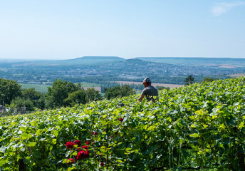 man with green cap mowing in vineyard
