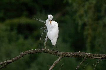 Great Egret 06