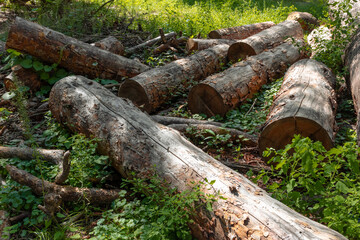 Large pine logs among the grass. Forest destruction for industry