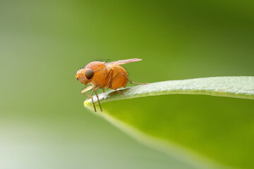 a stacked close-up of a yellow fruit fly sitting on a green leaf in front of a blurred light green background