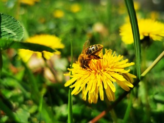 Honey bee on yellow dandelion flower