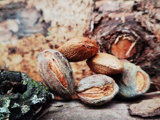 Almonds in shells on a rough wood background. Almond in Dry Husk with old trunk background