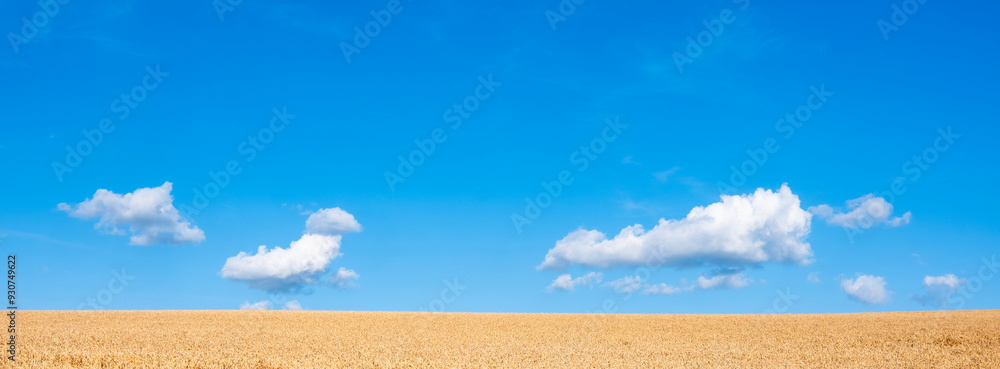 Canvas Prints golden cornfield and blue sky with white clouds