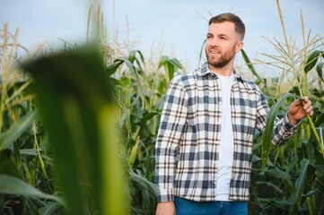 A man inspects a corn field and looks for pests. Successful farmer and agro business