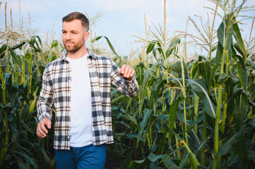 A man inspects a corn field and looks for pests. Successful farmer and agro business