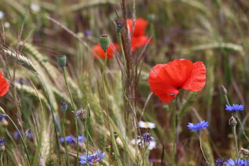 Mohn, Getreide, Kamille, Kornblume