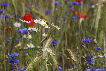 Mohn, Getreide, Kamille, Kornblume