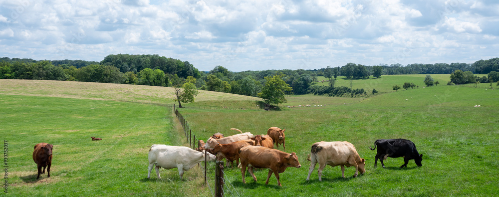 Canvas Prints cows in hilly countryside of champagne-ardenne