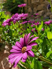 A close-up of a vibrant purple daisy, part of a cluster of flowers blooming in a sunny garden. The soft petals and bright yellow center create a striking contrast against the lush green leaves. 