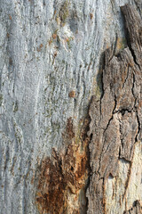 Eucalyptus tree bark texture, Bark of eucalyptus tree, seamless texture, a eucalyptus tree bark texture background image