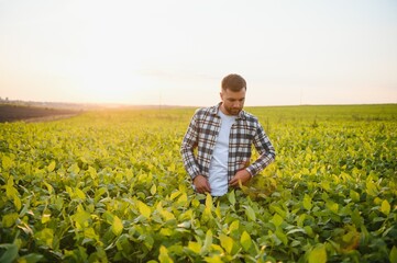 Fototapeta premium Agronomist inspecting soya bean crops growing in the farm field. Agriculture production concept. young agronomist examines soybean crop on field in summer.
