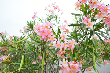 Nerium oleander in bloom, Pink siplicity bunch of flowers and green leaves on branches, Nerium...