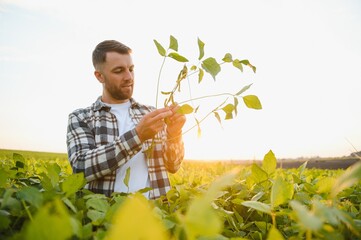 Farmer standing in soybean field examining crop at sunset