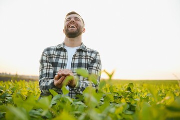 A farmer inspects a green soybean field. The concept of the harvest
