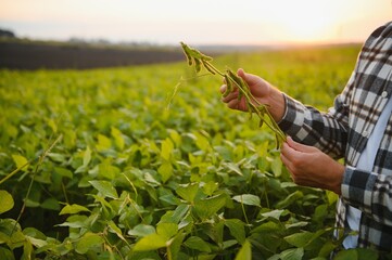 Farm worker controls development of soybean plants. Agronomist checking soya bean crops growing in...