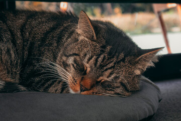 Naklejka premium Cat sleeping on his pillow under the table in the restaurant