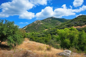 Hill Country Brush. Scenic Landscape of Drying Brush in Southern California Forest