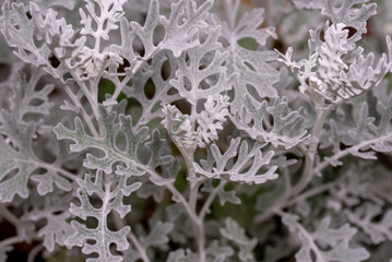 Jacobaea maritima, commonly known as silver ragwort.