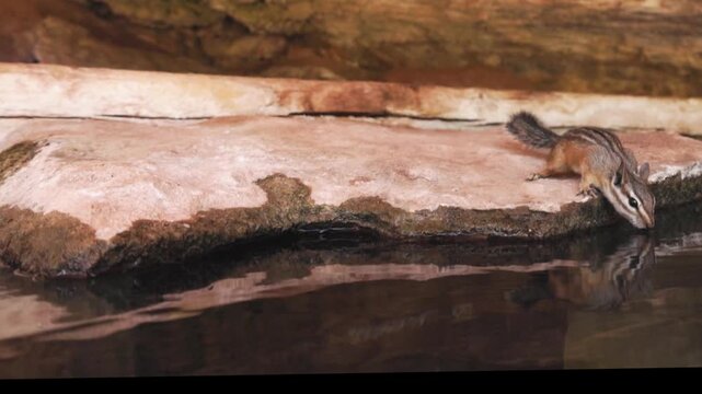 A chipmunk is reflected in the rippling surface of the  water as it reaches down from a slab of sandstone to get a drink. When a squirrel begins to approach from the left it runs off to the right.