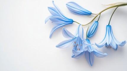 Obraz premium Close-up Shot of Bluebell Flower on White Background - Beautiful Nature Photography
