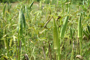 Lady finger or Okra on a plant, Fresh okra plant, Okra closeup on the tree, Lady Fingers or Okra vegetable on plant in farm organic vegetables, Close up of Lady finger, Chakwal, Punjab, Pakistan