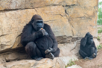 Pregnant female gorilla sits next to a wall with her baby