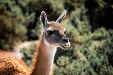 Guanaco patagónico de la Patagonia Argentina en la provincia de Chubut donde se aprecia la belleza de la estepa.