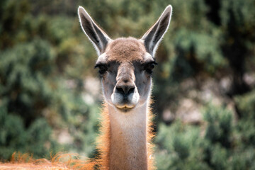 Guanaco patagónico de la Patagonia Argentina en la provincia de Chubut donde se aprecia la belleza...