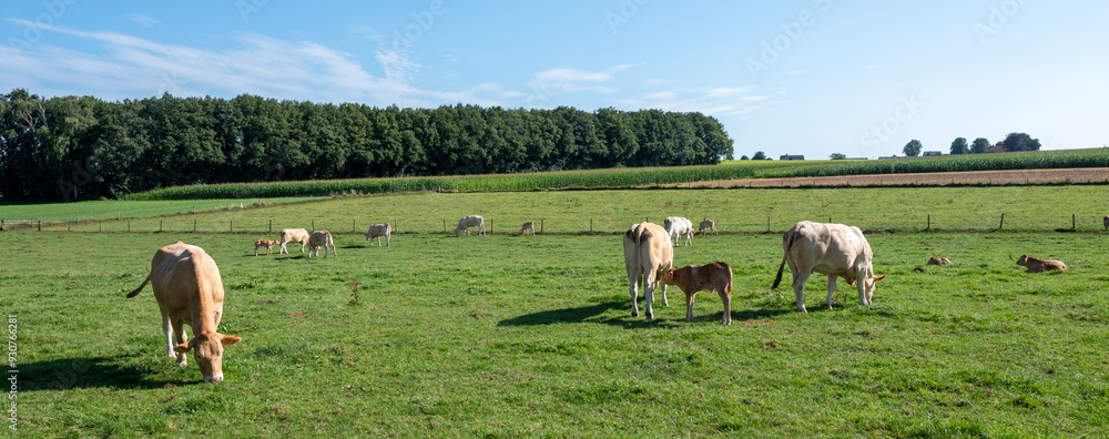 Wall mural blonde cows graze in hill country near nijmegen in the netherlands