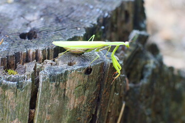 one green predatory insect with antennae and head and eyes praying mantis sits and looks on an old wooden stump during the day outside