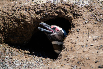 Pinguino de Magallanes en la Patagonia Argentina, provincia de Chubut. 
