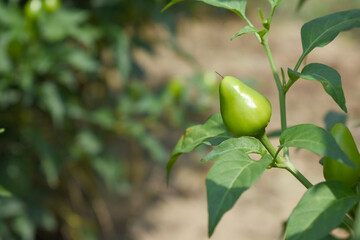 fresh green chili on plant closeup, chili plants in organic farming, Chilies closeup in field, Green chili plant in a farmer's field, Ripe green chili on a plant in Chakwal, Punjab, Pakistan